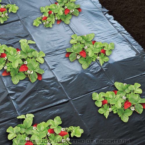 Nature Фолио за мулчиране на ягоди, 1,4x20 м, 6030231